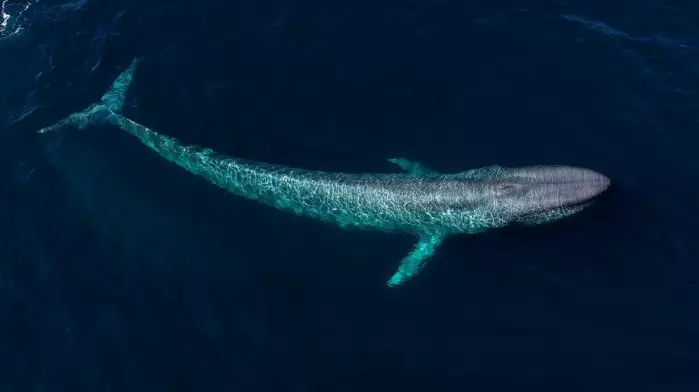 Aerial view of a blue whale.