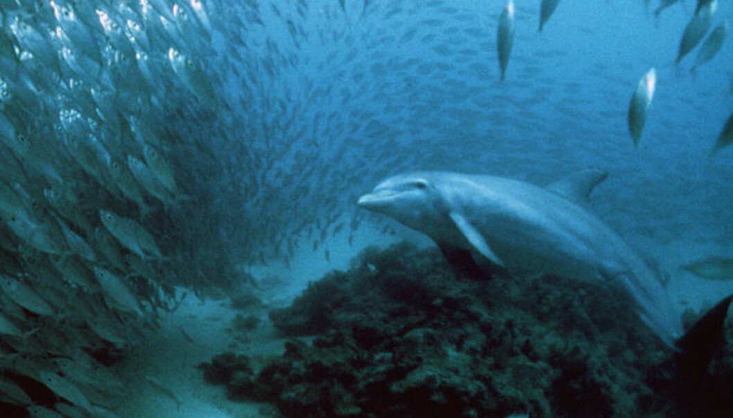 Delfiner på jakt skrur ned lyden