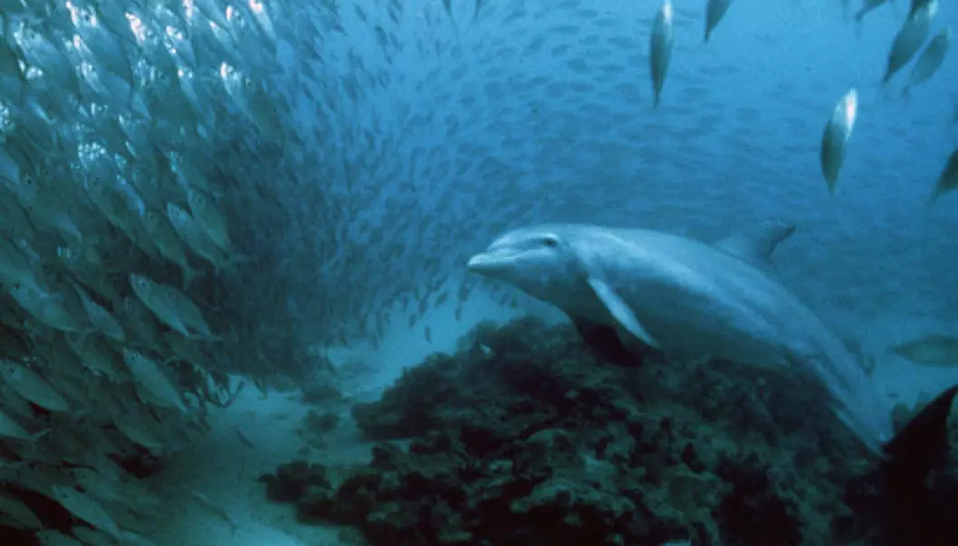 Delfiner på jakt skrur ned lyden