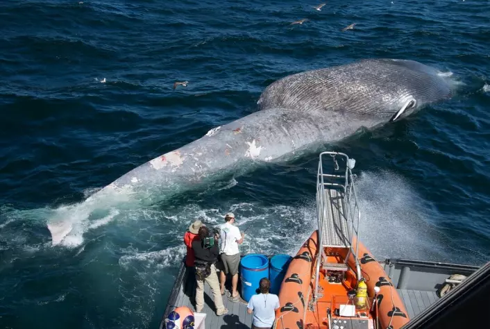 A blue whale that was killed as a result of a ship strike.