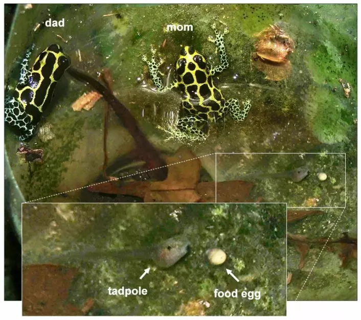 "Bildet viser froskemor som mater rumpetrollet i dammen. Far bivåner. (Foto: Jason Brown)"
