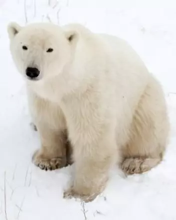Isbjørn (Foto: Istockphoto)