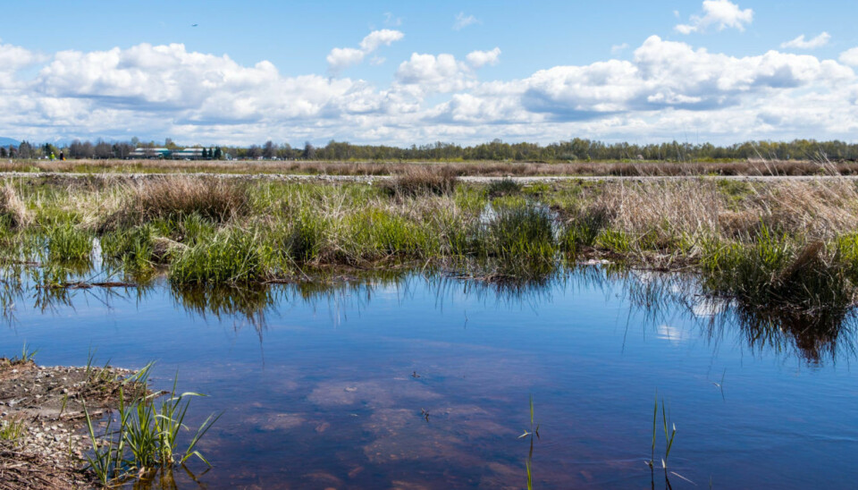 According to researchers, coastal marshlands are more valuable than you might think. Not least because they protect us from extreme weather events.