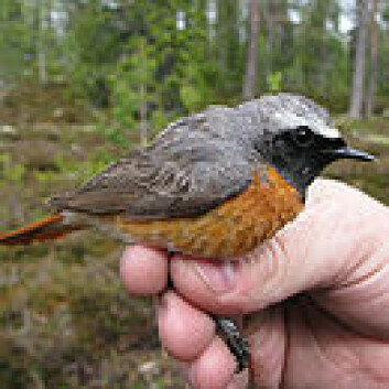 Raudstjert. (Foto: Silje Hogner, NHM) Raudstjert. (Foto: Silje Hogner, NHM)