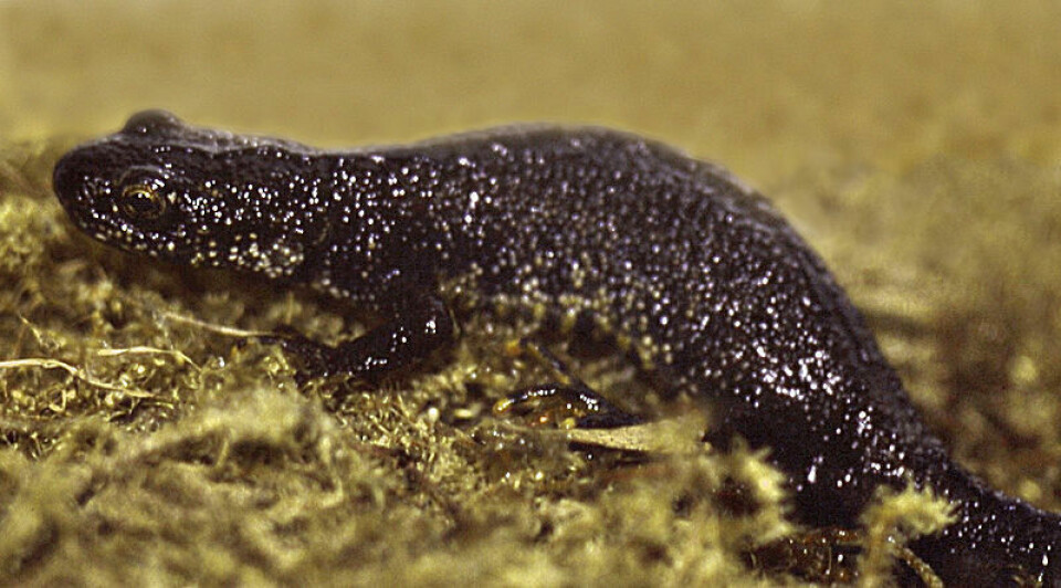 Stor salamander. (Foto: Christian Fischer, Wikimedia Commons) Creative Commons lisens her.