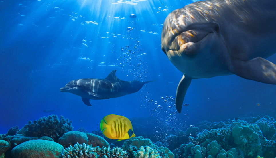 Her ser du noen lure delfiner som svømmer ved et korallrev.