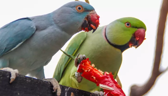 Fugler synes ikke at chili er sterkt. Det er supert for spredningen av chili-frø.