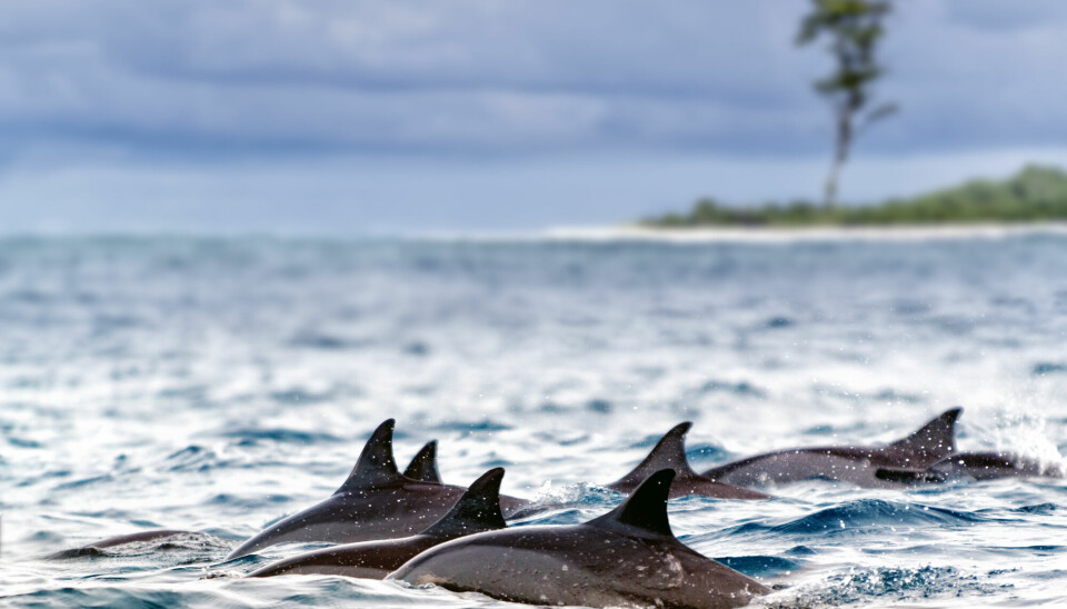Her ser du en liten gruppe med spinner-delfiner som er ute og svømmer.