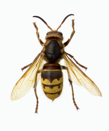 En nær slektning av Vespa orientalis, geithams, ser slik ut. Den kan nå være på vei tilbake til Norge etter lang tid uten observasjoner. (Foto: Karsten Sund, Naturhistorisk museum, Oslo) En nær slektning av Vespa orientalis, geithams, ser slik ut. Den kan nå være på vei tilbake til Norge etter lang tid uten observasjoner. (Foto: Karsten Sund, Naturhistorisk museum, Oslo)