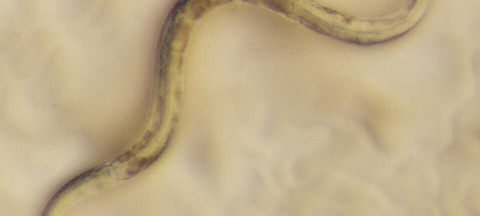 Rundormen C. elegans, rundt 1 millimeter lang, har vært en nyttig modellorganisme innen biologien. Nå kan trolig hjelpe oss mennesker i den evige kampen mot virus. (Foto: Marie-Anne Felix, the Monod Institute)