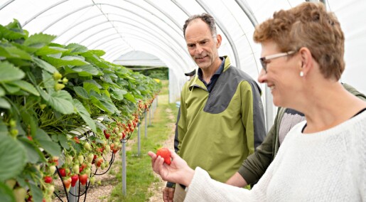 Slik lærer roboter å plukke de beste jordbærene