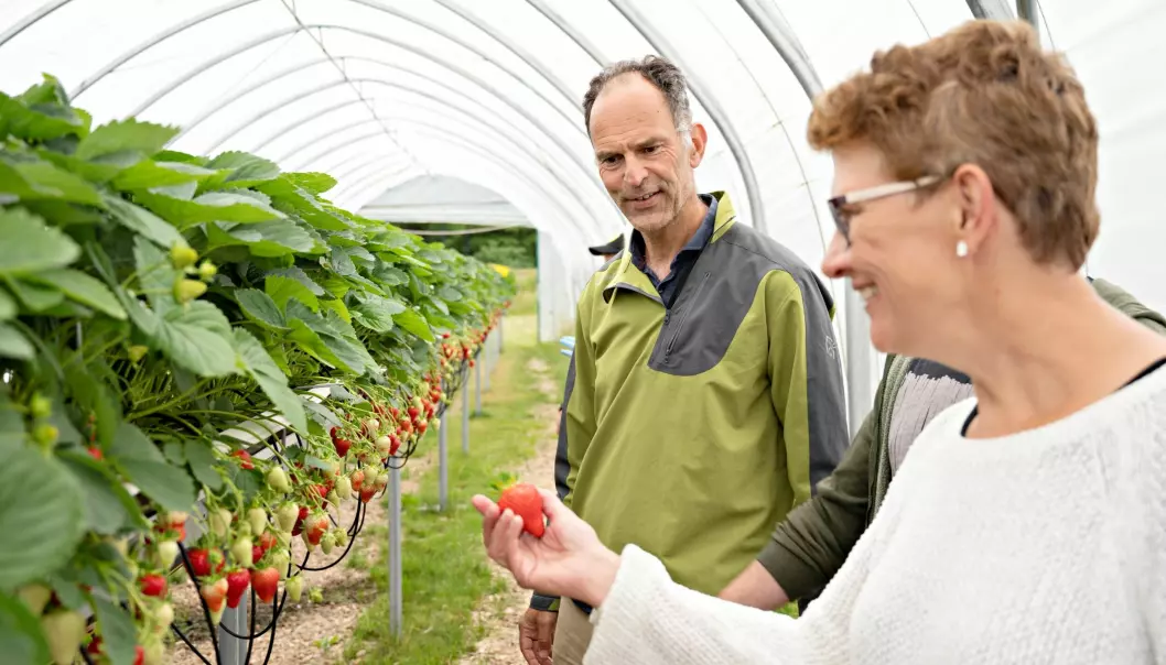 Nofima-forskerne Kjersti Aaby og Jens Petter Wold ser seg ut jordbær som egner for kjemiske og sensoriske undersøkelser.