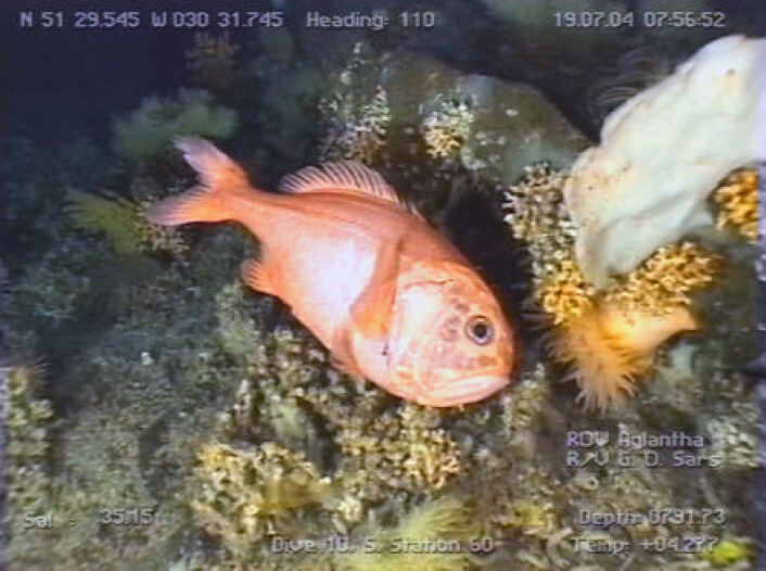 "Orange roughy i korallhabitat på den midt-Atlantiske ryggen." "Orange roughy i korallhabitat på den midt-Atlantiske ryggen."