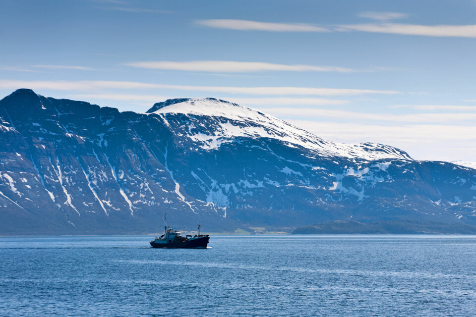 Fiskebestandene i Barentshavet er i god stand. (Foto: Shutterstock)