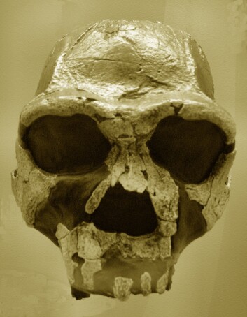 Homo Erectus. (Foto: Wikimedia Commons) Homo Erectus. (Foto: Wikimedia Commons)