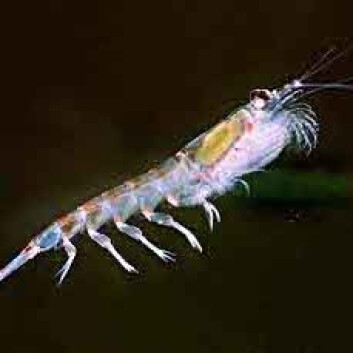 Antarktisk krill. (Foto: Wikimedia Commons, se lisens her) Antarktisk krill. (Foto: Wikimedia Commons, se lisens her)