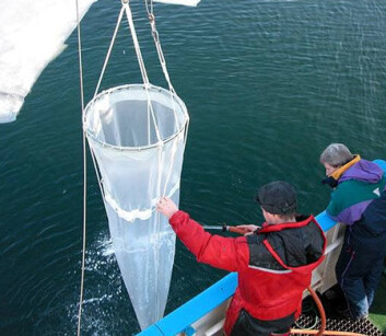 Eggene blir samlet ved hjelp av håvtrekk gjort fra forskningsfartøyet. (Foto: Havforskningsinstituttet) Eggene blir samlet ved hjelp av håvtrekk gjort fra forskningsfartøyet. (Foto: Havforskningsinstituttet)