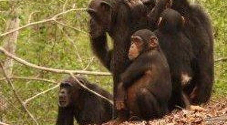 Helseovervåking av truede aper