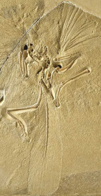 "London-eksemplaret av Archaeopteryxs - den kjøttetende reptilfuglen." "London-eksemplaret av Archaeopteryxs - den kjøttetende reptilfuglen."