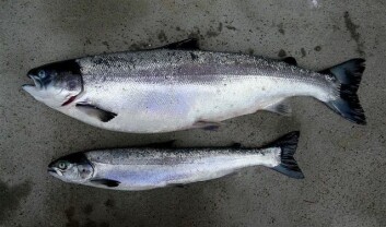 Sykdommen HSMB gir dårlig tilvekst. Her en sammeligning mellom normal og syk fisk med samme alder. (Foto: Trygve Poppe) Sykdommen HSMB gir dårlig tilvekst. Her en sammeligning mellom normal og syk fisk med samme alder. (Foto: Trygve Poppe)