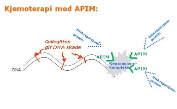 Cellegiften gir DNA-skade (rødt). Reparasjonskomplekset må få DNA reparasjonsproteinene (blått) bundet for at det skal kunne fungere. APIM (grønt) blokkerer bindingen slik at reparasjonen ikke kan gjennomføres. Cellegiften gir DNA-skade (rødt). Reparasjonskomplekset må få DNA reparasjonsproteinene (blått) bundet for at det skal kunne fungere. APIM (grønt) blokkerer bindingen slik at reparasjonen ikke kan gjennomføres.