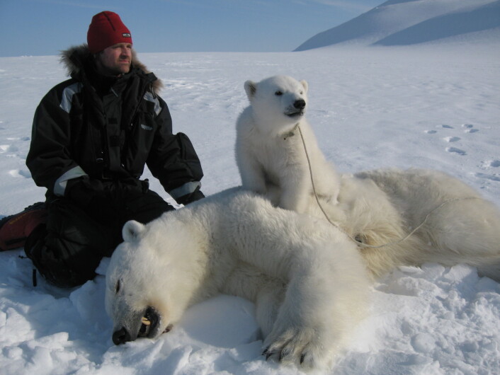Isbjørnforsker Jon Aars fra Norsk Polarinstitutt med binne og isbjørnunge i forbindelse med feltarbeid på Svalbard. (Foto: Norsk Polarinstitutt) Isbjørnforsker Jon Aars fra Norsk Polarinstitutt med binne og isbjørnunge i forbindelse med feltarbeid på Svalbard. (Foto: Norsk Polarinstitutt)