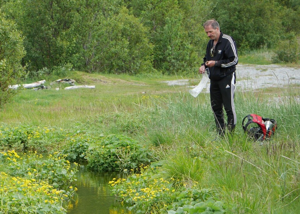 Ove Sørlibråten fra Mysen bruker mye av fritiden til å jakte på insekter. Flåttvepsen han fant er aldri tidligere blitt registrert verken i Norge, Sverige eller Danmark.
