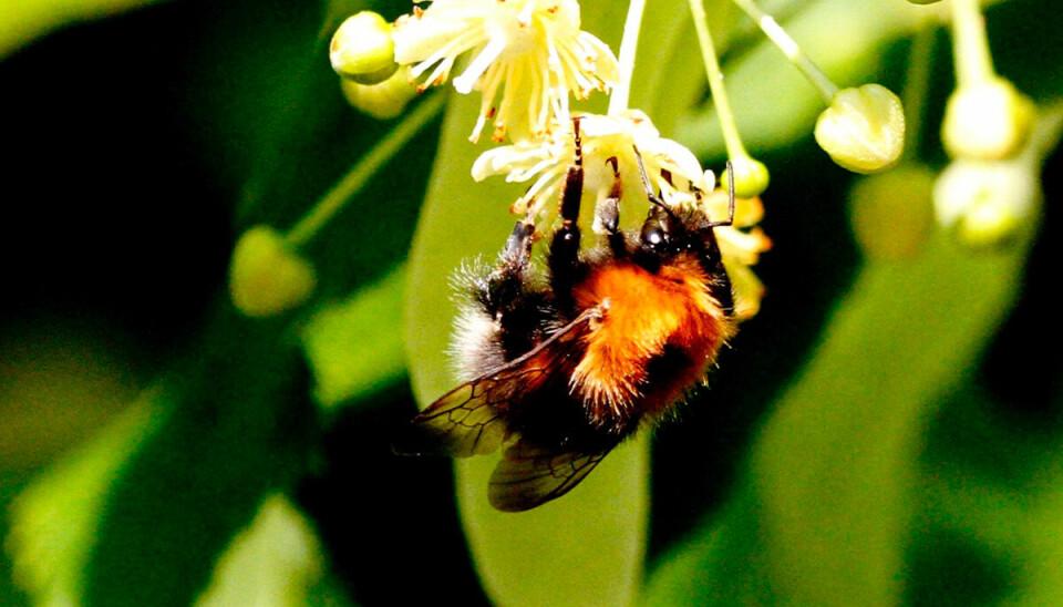 Trehumla suger til seg nektar fra blomsten i parklindetreet. Forskere mener nå at den gamle teorien om at nektaren er giftig for humler, er feil.