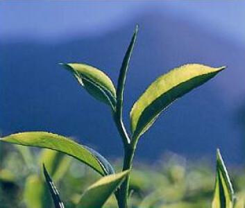 "Sort te og grønn te kommer fra den samme planten; Camellia sinensis, men gjennomgår to forskjellige foredlingsprosesser." "Sort te og grønn te kommer fra den samme planten; Camellia sinensis, men gjennomgår to forskjellige foredlingsprosesser."