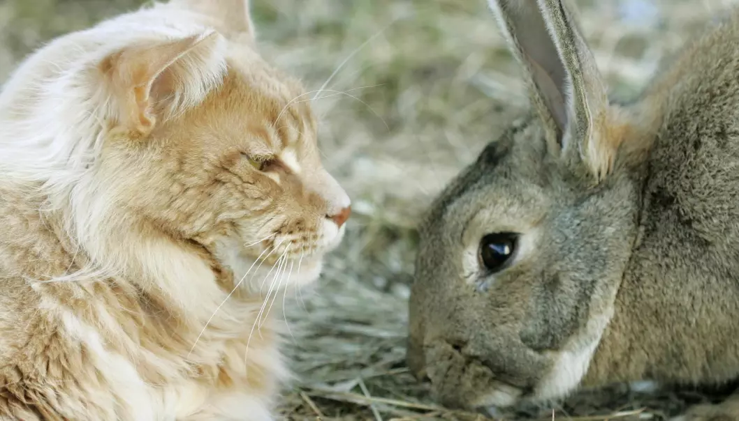 Katt og kanin i øko-konflikt