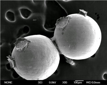 Avbildning i elektronmikroskop av to glassperler som sandslottormen har limt sammen. Herdet lim kan ses mellom perlene. (Foto: Russell Stewart, University of Utah) Avbildning i elektronmikroskop av to glassperler som sandslottormen har limt sammen. Herdet lim kan ses mellom perlene. (Foto: Russell Stewart, University of Utah)