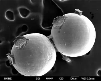 Avbildning i elektronmikroskop av to glassperler som sandslottormen har limt sammen. Herdet lim kan ses mellom perlene. (Foto: Russell Stewart, University of Utah)