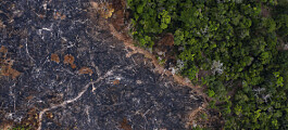 Rekordhøy av­skoging i Amazonas