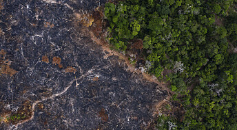 Rekordhøy av­skoging i Amazonas