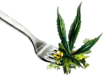 Cannabis er en av verdens raskest voksende planter. Med ny teknologi kan det psykoaktive stoffet THC fjernes. Planten kan dermed være en kandidat til å mette verdens mager. (Illustrasjon: Line Halsnes) Cannabis er en av verdens raskest voksende planter. Med ny teknologi kan det psykoaktive stoffet THC fjernes. Planten kan dermed være en kandidat til å mette verdens mager. (Illustrasjon: Line Halsnes)