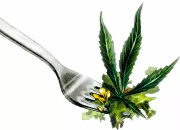 Cannabis er en av verdens raskest voksende planter. Med ny teknologi kan det psykoaktive stoffet THC fjernes. Planten kan dermed være en kandidat til å mette verdens mager. (Illustrasjon: Line Halsnes)