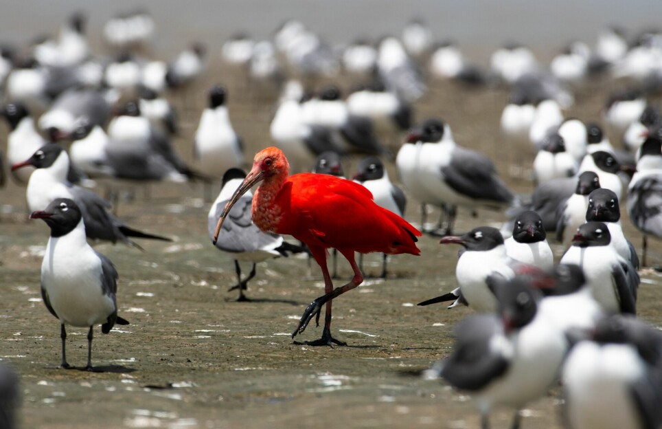 En rød ibis blant måker. Har hen draget?