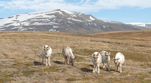 Færre rein på Svalbard Færre rein på Svalbard