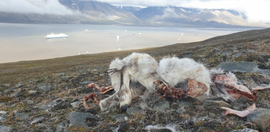 Det ble observert flere døde reinsdyr i år enn gjennomsnittet for tellingene som startet i 1979.