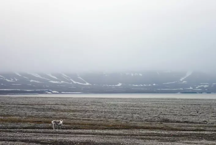 Fjordene på Svalbard er for det meste isfrie. Det betyr at reinsdyra som lever langs kysten, ikke lenger har muligheten til å vandre over store avstander for å finne mat.