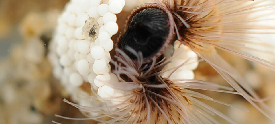 lille ormen Phragmatopoma californica lager sitt krypinn med tentaklene, som fanger inn biter av sand og skjell fra vannet og setter dem sammen med sitt eget naturlige lim. (Foto: Fred Hayes, University of Utah)