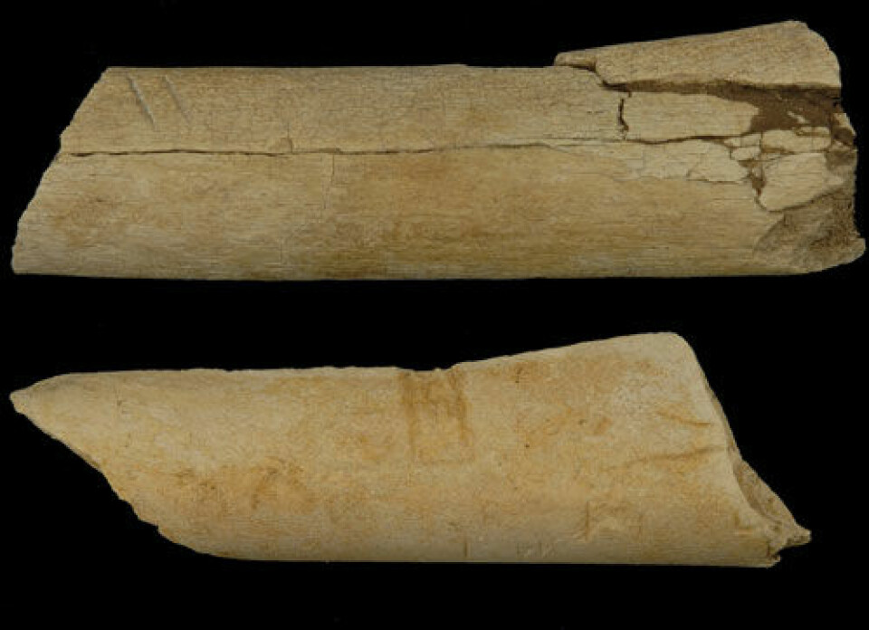 Disse kuttene i 3,4 millioner år gamle dyreknokler funnet under utgraving i Afar-regionen i Etiopia kan være spor av den eldste bruk av steinredskaper som vi kjenner til. De to parallelle kuttene i det øverste beinfragmentet er spesielt tydelige (se forstørret utsnitt nedenfor). (Foto: Dikika Research Project)