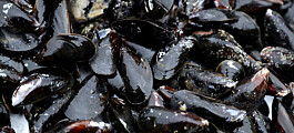 Forsker: Ikke holdepunkter for at østers overtar for blåskjellene