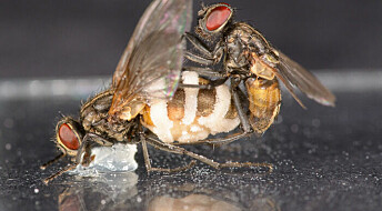 Zombie-sopp lokker flua til å ha sex med mugne lik