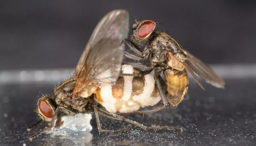 I et av forsøkene satte forskerne fast soppinfiserte døde hunnfluer i en dæsj vaselin. Soppen er godt synlig som en hvit masse på hunnfluas bakkropp. Men hannen synes likevel hun er uimotståelig.