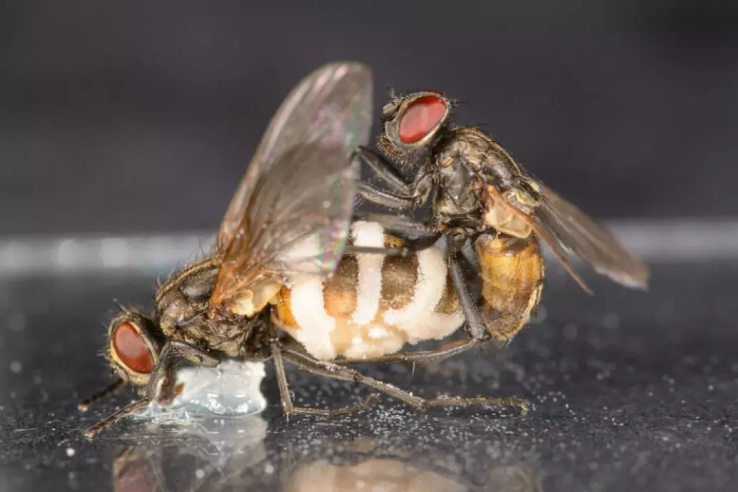 Zombie-sopp lokker flua til å ha sex med mugne lik