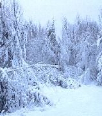 "Tenk på dette bildet, så kan det hende snørret slutter å renne." "Tenk på dette bildet, så kan det hende snørret slutter å renne."
