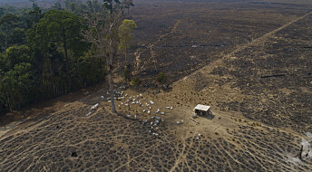 Amazonas mistet 18 trær i sekundet i fjor