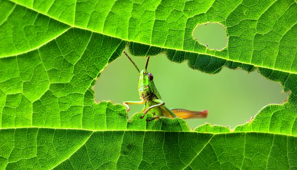 Alle organismer reagerer på skadelig påvirkning. Her en gresshoppe som titter frem.