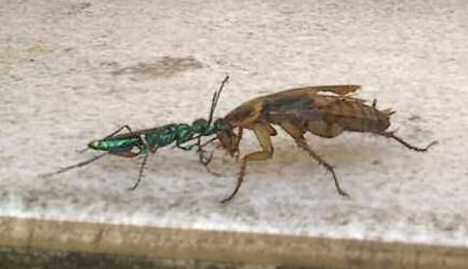 En jewel wasp leier kakerlakken med seg.